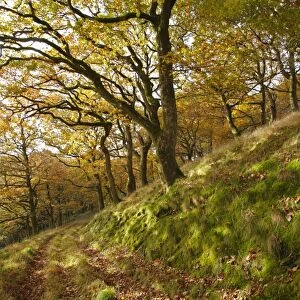 Sessile Oak (Quercus petraea) woodland habitat, growing on slope beside track, Powys, Wales, november