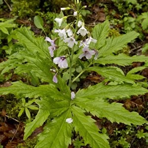 Seven-leaved Bittercress (Cardamine heptaphylla) flowering, growing in woodland, French Pyrenees, France, May