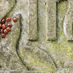 Seven-spot Ladybird (Coccinella septempunctata) adults, group gathered together on gravestone in churchyard