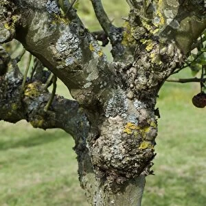 Severe cankers on an old but productive apple tree, lichens, apple canker, Nectria galligena