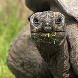 Seychelles Giant Tortoise (Geochelone gigantea) adult, feeding on grass, close-up of head and neck, captive