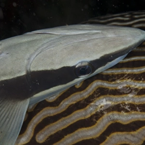 Sharksucker (Echeneis naucrates) adult, attached to Map Pufferfish (Arothron mappa) host, Waigeo Island, Raja Ampat