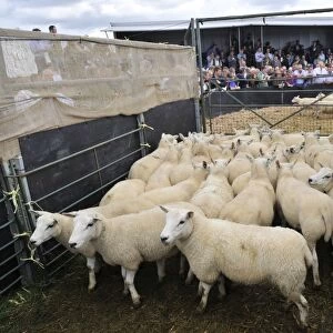 Sheep farming, breeding ewes penned beside auction ring, Thame Sheep Fair, Oxfordshire, England, August