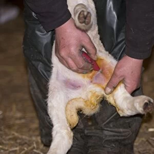 Sheep farming, farmer applying Orf vaccine to lamb, Chipping, Lancashire, England, May