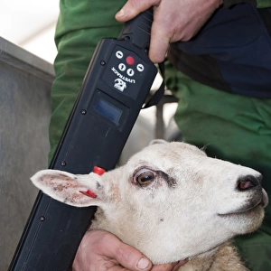 Sheep farming, farmer with Beltex sheep in race, having electronic ear tag read for identification, England, november