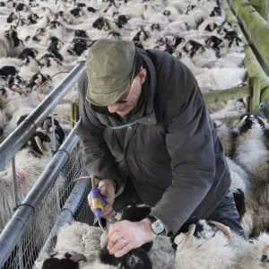 Sheep farming, farmer dosing away wintered Swaledale hoggs with vitamins, England, January Sheep farming, farmer dosing away wintered Swaledale hoggs with vitamins, England, January