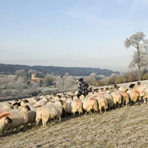 Sheep farming, farmer feeding flock of in lamb ewes on cold frosty winter morning, Gade Valley, near Great Gaddesden