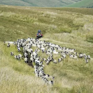 Sheep farming, farmer on quadbike, gathering Swaledale flock off moorland, Cumbria, England, August Sheep farming, farmer on quadbike, gathering Swaledale flock off moorland, Cumbria, England, August