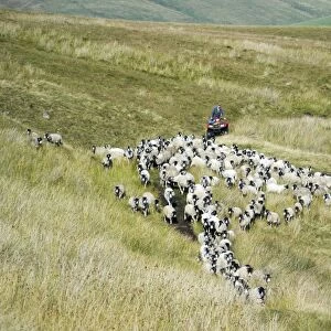 Sheep farming, farmer on quadbike, gathering Swaledale flock off moorland, Cumbria, England, August