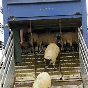 Sheep farming, farmer unloading sheep from livestock trailer at sale, Thame Sheep Fair, Oxfordshire, England, August