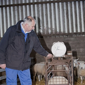 Sheep farming, farmer weighing Beltex lambs prior to being taken to auction mart, England, november