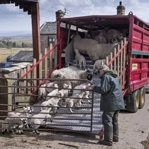 Sheep farming, farmers loading ewes and lambs onto livestock trailer in farmyard, Chipping, Lancashire, England, April