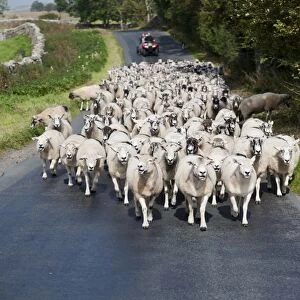 Sheep farming, flock being moved down narrow country road by shepherd on quadbike, Cumbria, England, September