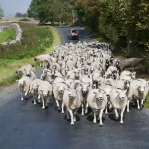 Sheep farming, flock being moved down narrow country road by shepherd on quadbike, Cumbria, England, September Sheep farming, flock being moved down narrow country road by shepherd on quadbike, Cumbria, England, September