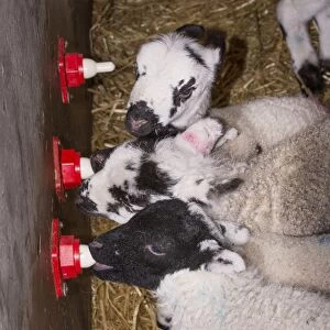 Sheep farming, orphan Swaledale and mule lambs feeding on milk from automatic drinker, Chipping, Lancashire, England