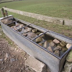 Sheep farming, rocks put into metal water trough to prevent lambs from drowning, Bootle, Cumbria, England, March