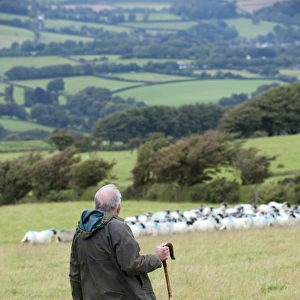 Sheep farming, shepherd with crook working sheepdog on flock of sheep in pasture, Devon, England, August