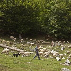 Sheep farming, shepherd with sheepdog, flock grazing along edge of upland beechwood, Piatra Craiului Mountains
