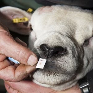 Sheep farming, shepherd using sterile single use pin on Texel ram nose to extract blood for Scrapie genotype testing