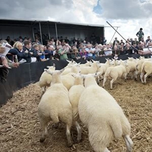 Sheep farming, stockman and breeding ewes in auction ring, Thame Sheep Fair, Oxfordshire, England, August