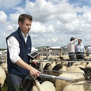 Sheep farming, stockman checking sheep with electronic identification device at sale, Thame Sheep Fair, Oxfordshire