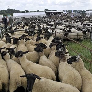 Sheep farming, Suffolk crossbred ewes in pens, waiting to be sold at sale, Thame Sheep Fair, Oxfordshire, England