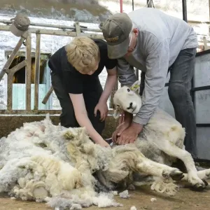 Sheep shearing, boy being taught to shear sheep by grandfather, Cumbria, England, July Sheep shearing, boy being taught to shear sheep by grandfather, Cumbria, England, July
