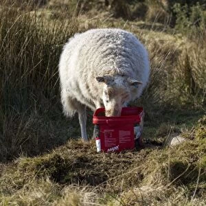 Sheep using mineral feed