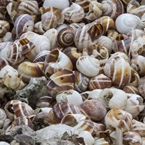 Shells of Helix lucorum is a species of large, edible, air-breathing land snail or escargot