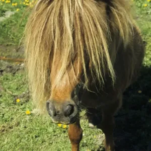 Shetland Pony, adult, close-up of head, England Shetland Pony, adult, close-up of head, England