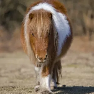 Shetland Pony, adult, walking, New Forest, Hampshire, England, winter Shetland Pony, adult, walking, New Forest, Hampshire, England, winter