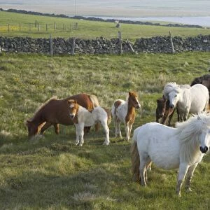 Shetland Pony, mares and foals, herd grazing in pasture, Unst, Shetland Islands, Scotland