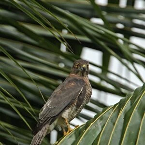 Shikra (Accipiter badius badius) adult female, perched on palm frond, Sri Lanka, december