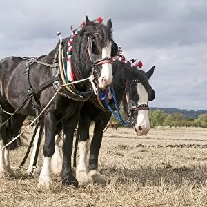 Shire Horse, two adults, working, team at ploughing match, Hampshire, England