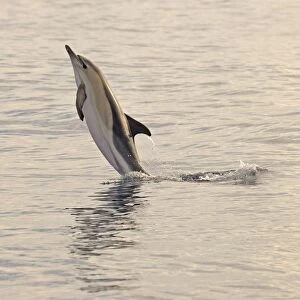 Short-beaked Common Dolphin (Delphinus delphis) adult, leaping out off water, Azores, June