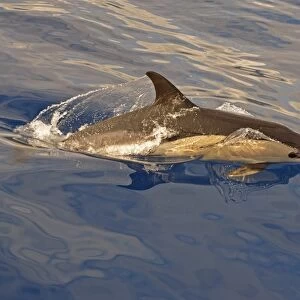 Short-beaked Common Dolphin (Delphinus delphis) adult, porpoising, Azores, June