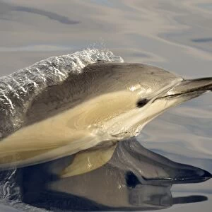 Short-beaked Common Dolphin (Delphinus delphis) adult, close-up of head, porpoising, Azores, June