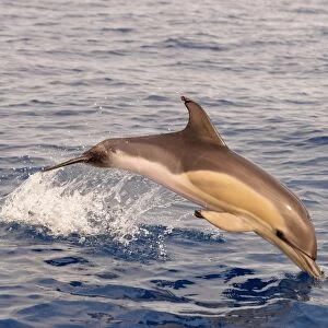 Short-beaked Common Dolphin (Delphinus delphis) calf, porpoising, Azores, June
