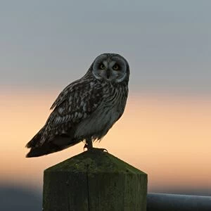 Short-eared Owl (Asio flammeus) adult, standing on post at sunset, Suffolk, England, December