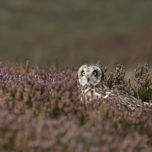 Short-eared Owl (Asio flammeus) adult, standing amongst flowering heather on moorland, Wales, october (captive)