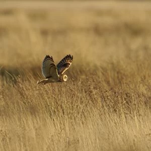 Short-eared Owl (Asio flammeus) adult, in flight, hunting over field, Worlaby Carrs, Lincolnshire, England, November
