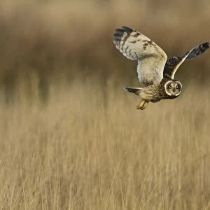 Short-eared Owl (Asio flammeus) adult, in flight, hunting over rough grassland, Pilling Moss, The Fylde, Lancashire