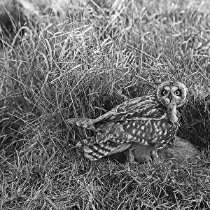 Short eared Owl, Hickling, Norfolk, 1942