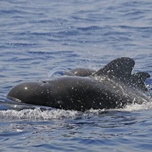 Short-finned Pilot Whale (Globicephala macrorhynchus) adult male and calf, surfacing from water, Maldives, march