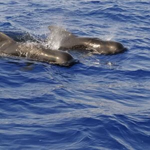 Short-finned Pilot Whale (Globicephala macrorhynchus) two adults, spouting, surfacing from water, Maldives, march
