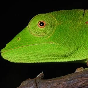 Short-nosed Chameleon (Calumma gastrotaenia) adult female, close-up of head, on branch in rainforest, Ambavaniasy, Eastern Madagascar, august