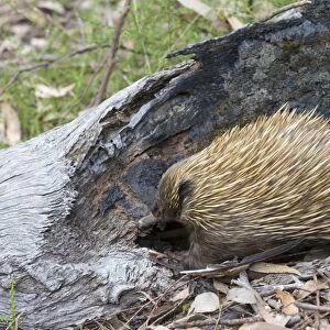 Short-nosed Echidna (Tachyglossus aculeatus) adult, foraging beside log in forest, Kangaroo Island, South Australia