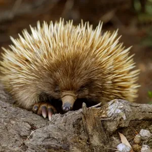 Short-nosed Echidna (Tachyglossus aculeatus) adult, clambering over tree stump, in dry heathland, Kangaroo Island, South Australia Short-nosed Echidna (Tachyglossus aculeatus) adult, clambering over tree stump, in dry heathland, Kangaroo Island, South Australia