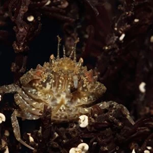 Short-tailed Crab (Pirimela denticulata) adult, Kimmeridge Bay, Isle of Purbeck, Dorset, England, April