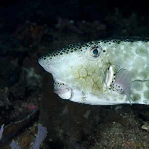 Shortsnout Boxfish (Ostracion rhinorhynchos) adult, swimming, Alor Island, Alor Archipelago, Lesser Sunda Islands